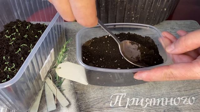 Земляника посев семенами. Когда и как сажать землянику на рассаду смотреть онлайн