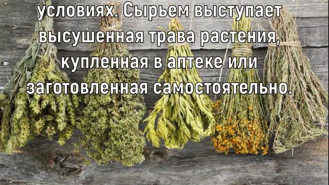 ЦЕЛЕБНЫЕ СВОЙСТВА ЗВЕРОБОЯ Лечебные травы Народная медицина Лечебный чай Описание зверобоя