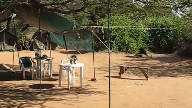 Kenya - Baboons steal food in Samburu смотреть онлайн