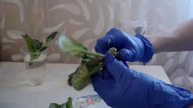 Как рассадить старую фиалку (омоложение фиалки) смотреть онлайн