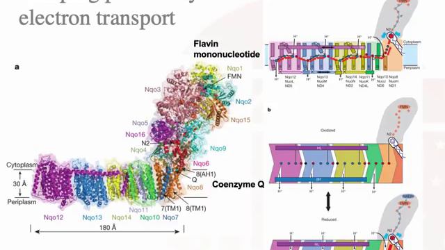 BME2140_TCA-OXPHOS_lecture смотреть онлайн