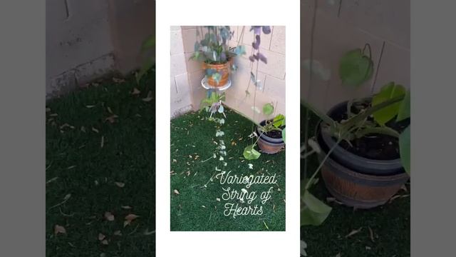 The Beautiful Variegated String of Hearts (variegated Ceropegia woodii) ? смотреть онлайн