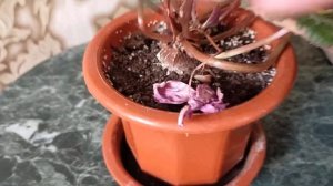 Период покоя у цикламена. Подготовка