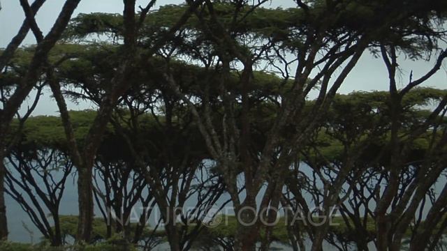 Edited Compilation, Scenics Of African Savanna, Acacia Trees