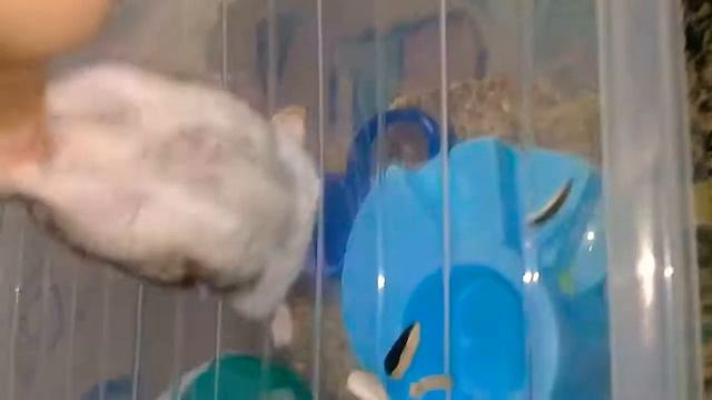 как дрессировать хомяка смотреть онлайн