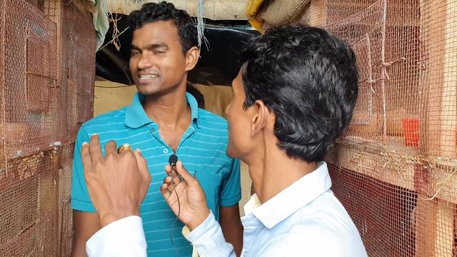 Surprising Java Birds Breeding Result / Bird Breeding Can Be A Profession or Not? смотреть онлайн