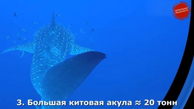 Топ 5 самых больших животных на Земле! смотреть онлайн