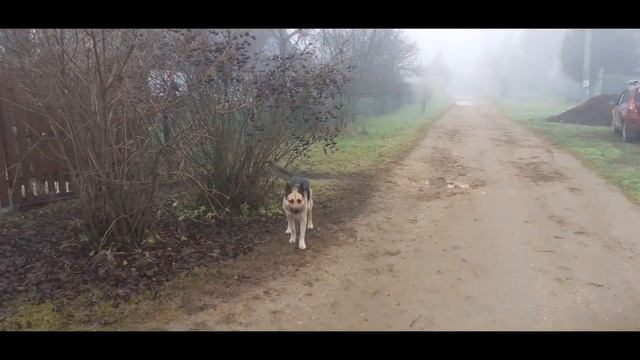 Магазинчик приезжает к нам и Багира в тумане). смотреть онлайн