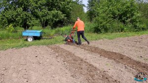 Междурядная обработка картофеля механическим способом. Мотоблок в помощь!!! Каков будет результат?
