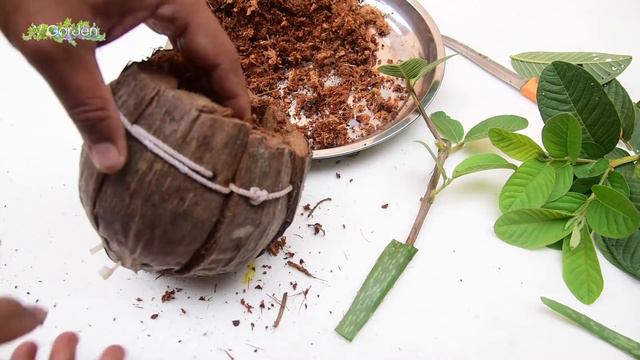 Amazing Rooting Guava Tree Cutting In Aloe Vera {New Techniques} Brilliant idea смотреть онлайн