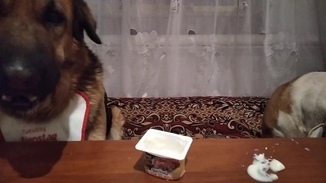 [ASMR MUKBANG]Dog Reviewing Different Food/АСМР Собака Дегустатор. смотреть онлайн