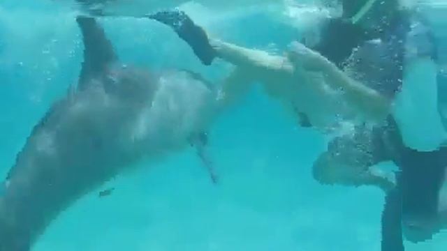 Дельфин. Приключение под водой смотреть онлайн