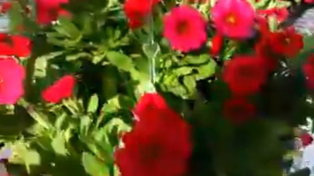 2014 Spring Trials: COHEN New Fuchsia, Calibrachoa Varieties