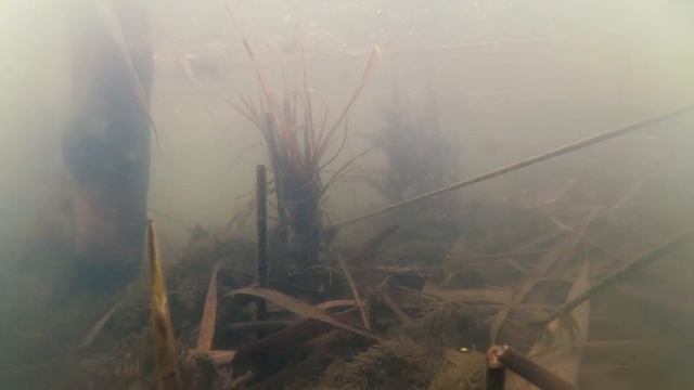 Нерест щуки весной.Подводные съемки. смотреть онлайн