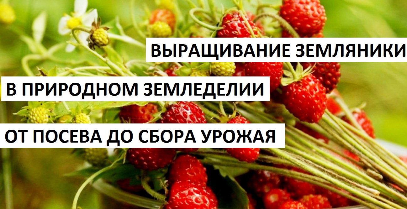 Земляника от А до Я в природном земледелии смотреть онлайн