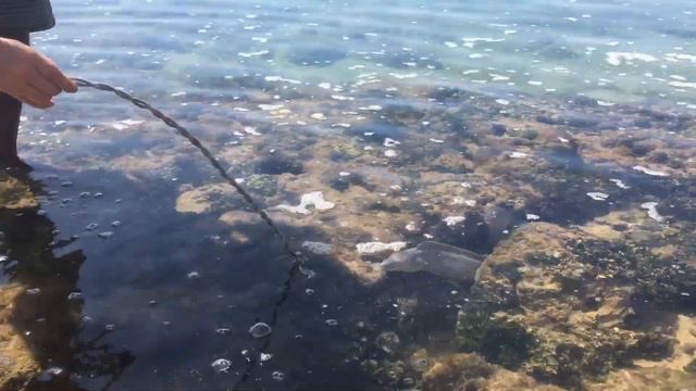 Кормлю мурен на пляже как котят смотреть онлайн