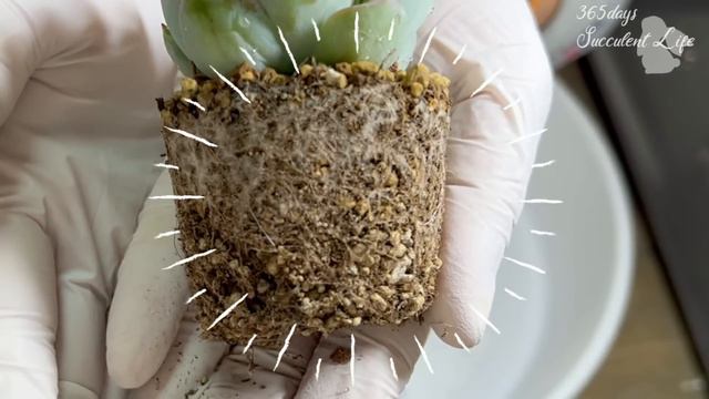 211【多肉植物】お花屋さんで多肉狩り🌵お迎えした苗を冬越えさせるための植え替え🌵 смотреть онлайн