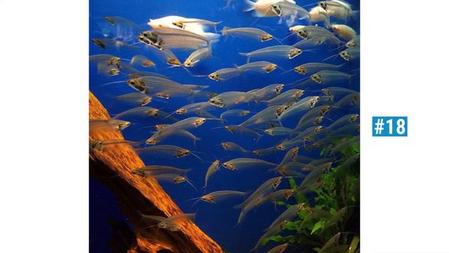 ТОП 35 САМЫХ ПРОЗРАЧНЫХ СУЩЕСТВ НА ПЛАНЕТЕ ЗЕМЛЯ смотреть онлайн