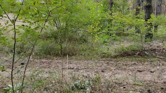 За грибами. Рыжики поперли, только успевай собирать. Грибы 2022. смотреть онлайн