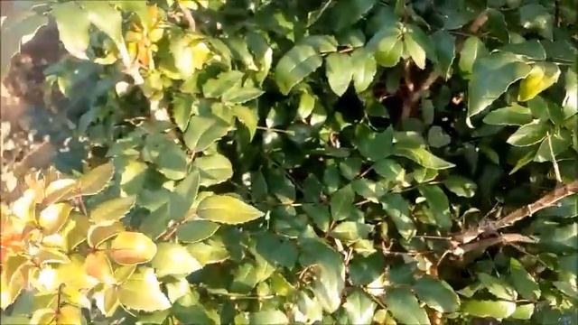 Магония падуболистная - декоративный кустарник, широко используется в озеленении во многих странах смотреть онлайн