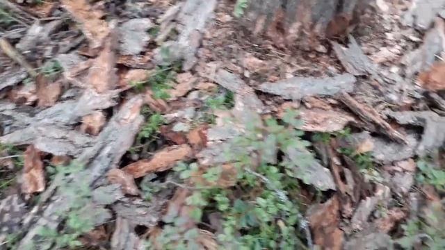 Приглашаю на прогулку!Цветёт Вереск,спеет Брусника!Хорошо в лесу! смотреть онлайн