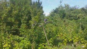 Слива диплоидная сорт  Бербанк Гигант(plum Berbank Gigant). Плюсы и минусы этого сорта