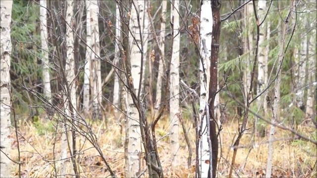 Русская гончая Баян Шатрова В.А.