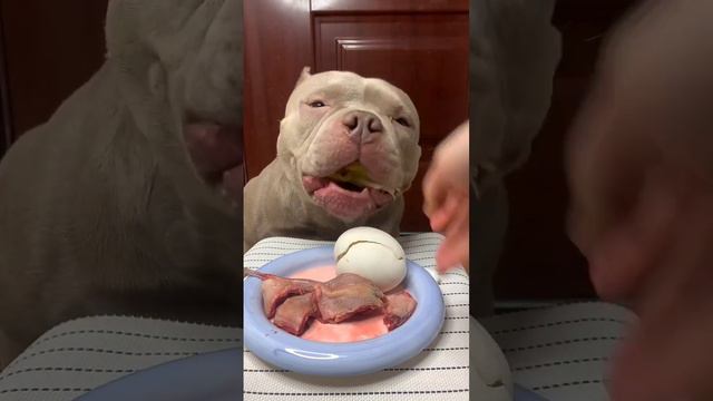 What my dog eats everyday!❤️ Short video #16 смотреть онлайн