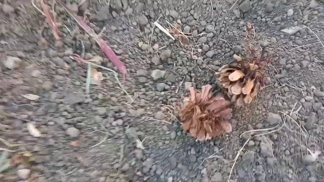 ПРОБУЮ СЕБЯ В РОЛИ ФОТОГРАФА | эксперимент | vlog | природа | путь домой | фотограф смотреть онлайн