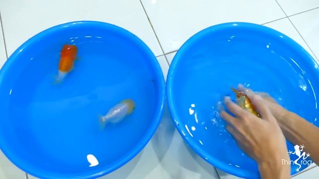 Goldfish Hand Breeding (Step by Step) смотреть онлайн