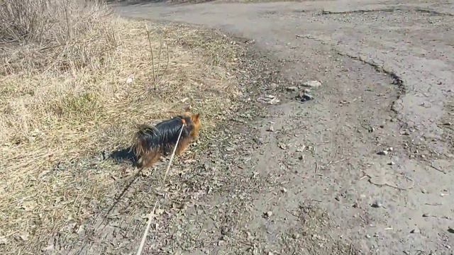 Пёс Рекс против комбайна и воображаемой опасности 11.03.24 смотреть онлайн