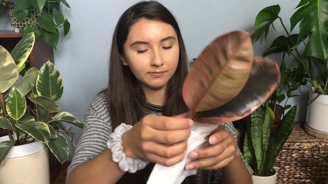 Propagating My Variegated Rubber Plant | Ruby & Tineke Ficus Elastica Cuttings In Water & Soil смотреть онлайн