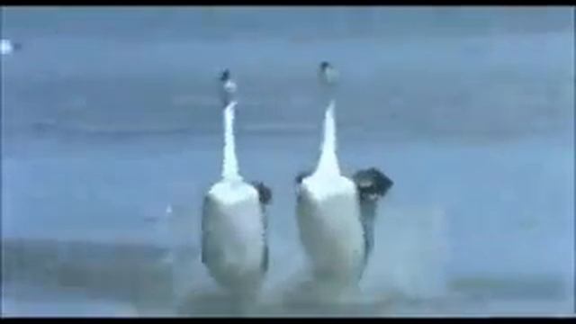 Танцующие птички смотреть онлайн