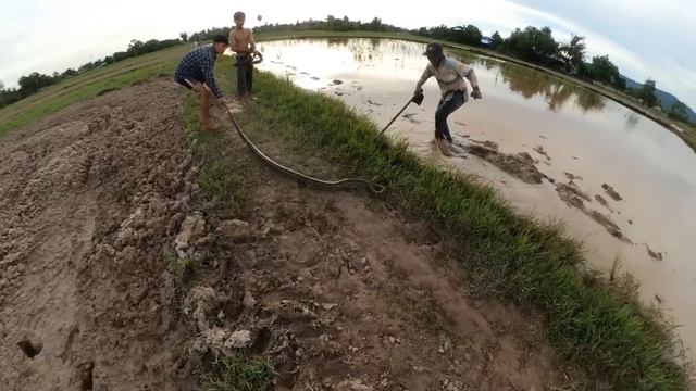 The Terrifying Roar Of 10 Kg Giant Python / Catch 10Kg Python Snake By Brave Farmers in Rice Field смотреть онлайн