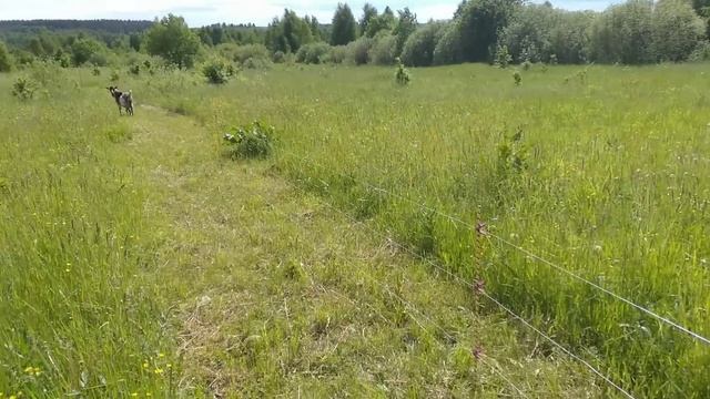 Установили электропастух,реакция животных