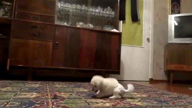 Девочка №3 Звездочка смотреть онлайн