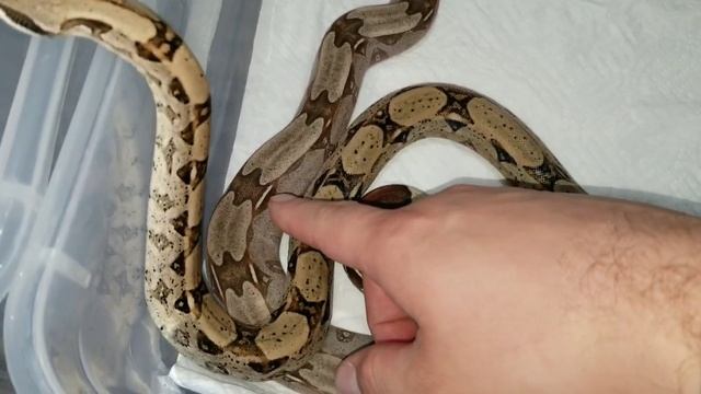 Boa imperator vs. Boa constrictor смотреть онлайн