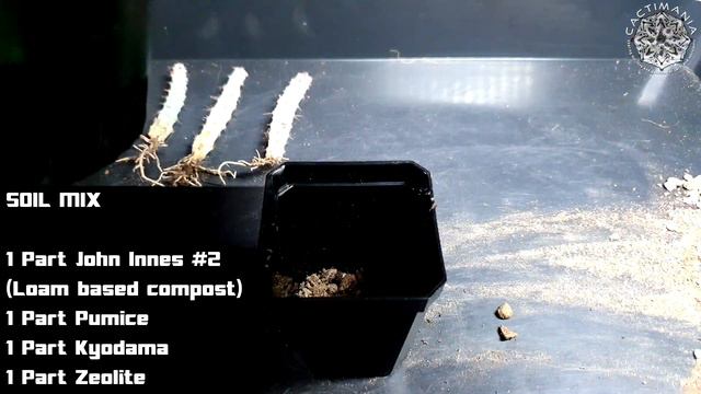 Unboxing Succulents from Ebay & Etsy | Box Two | #Cactus & #Succulent Collection смотреть онлайн
