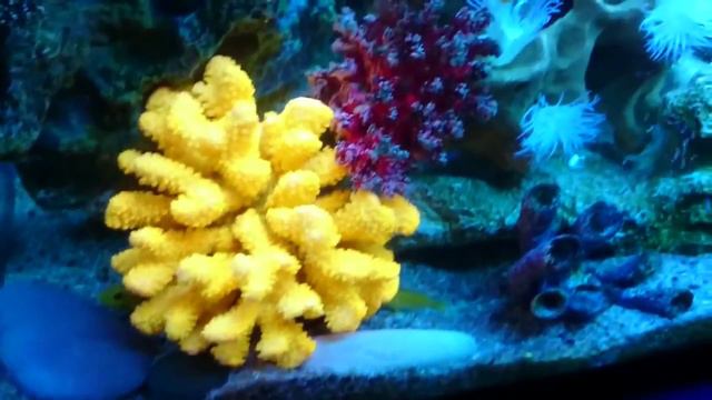 Аквариум на 300 литров смотреть онлайн