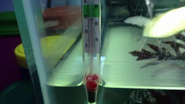 How to set up your turtle tank смотреть онлайн