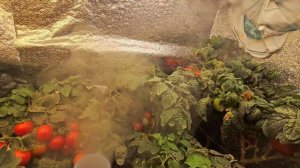 Выращивание томатов в гроубоксе с баллоной системой подачи СО2.