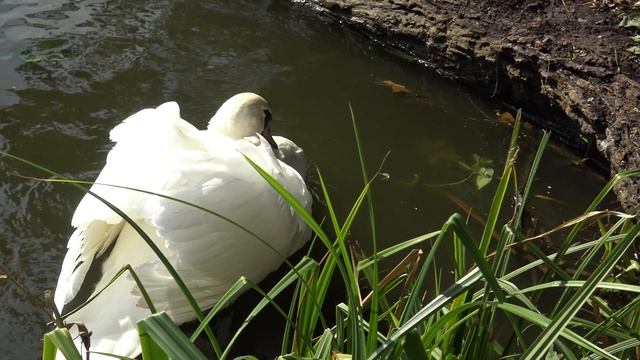 Sony FDR-AX33 4K Video Test.mkv