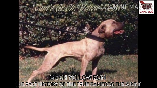 A.P.B.T Tant's Grand Champion Yellow 6XW ROM смотреть онлайн