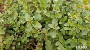 Душица или орегано.