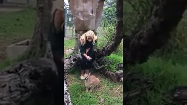 Sneaking up on angry Caracal смотреть онлайн