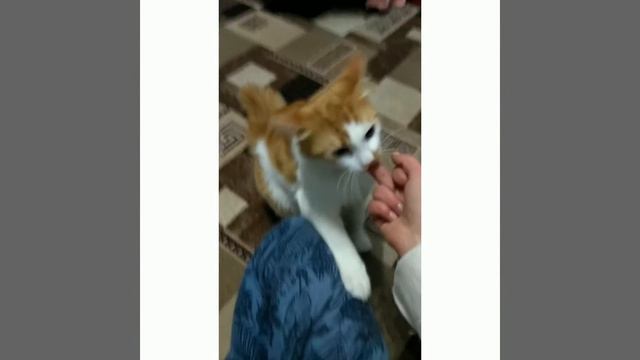 Реакция кота на средний палец! 😂😂 смотреть онлайн