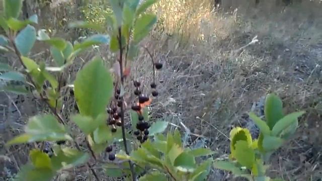 Совсем маленькая черёмуха высотой 45 см уже дало ягоды летом 2021 года смотреть онлайн