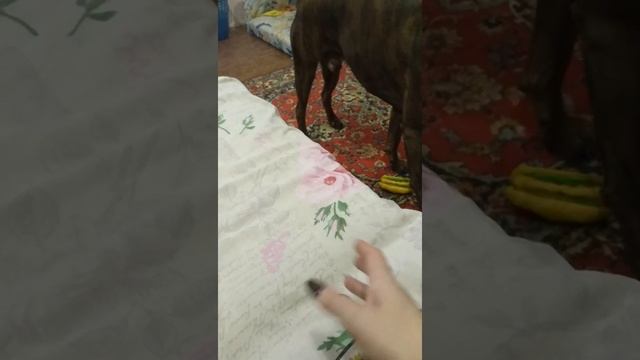 Умнейший Тигровый боксёр-Демон смотреть онлайн