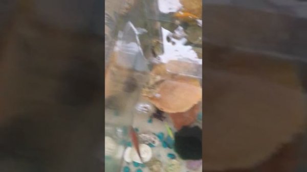 Срочно!!! Нарост на рыбке!😨😢😨!