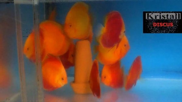 #ДИСКУСЫ# DISCUS#ПРОДАЖА ДИСКУСОВ